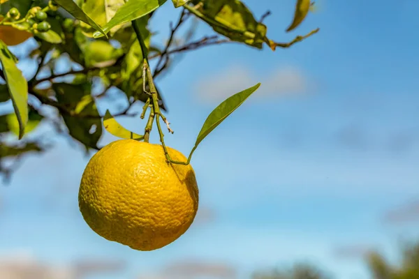 Naranja Madura Colgando Naranjo Bajo Cielo Azul —  Fotos de Stock