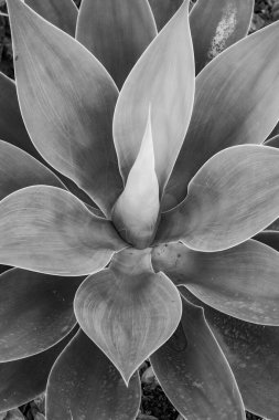 Agave bitki doğal güneş ışığı