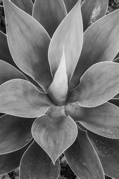 Agave Planta Luz Solar Natural — Fotografia de Stock