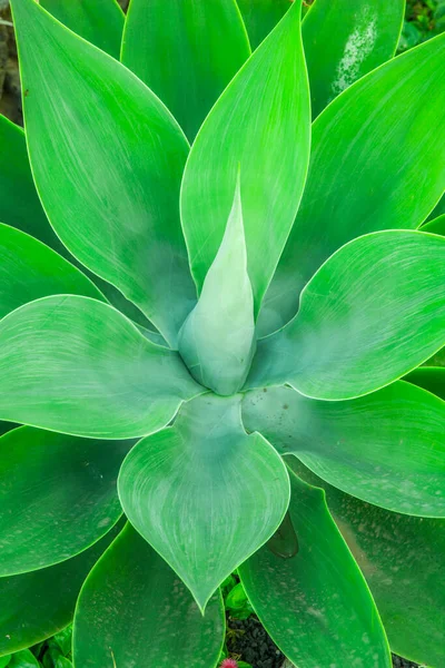 Agave Plant Natural Sunlight — Stock Photo, Image