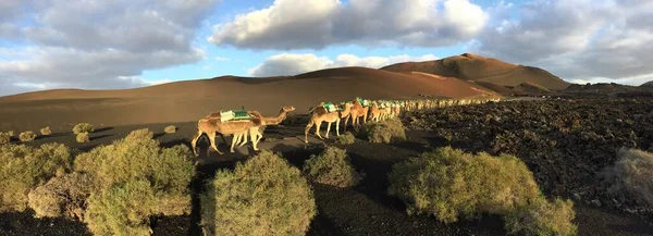 Kamelsafari Timanfayas Nationalpark Yaiza Spanien Kamelridning Timanfaya Ett Måste För — Stockfoto