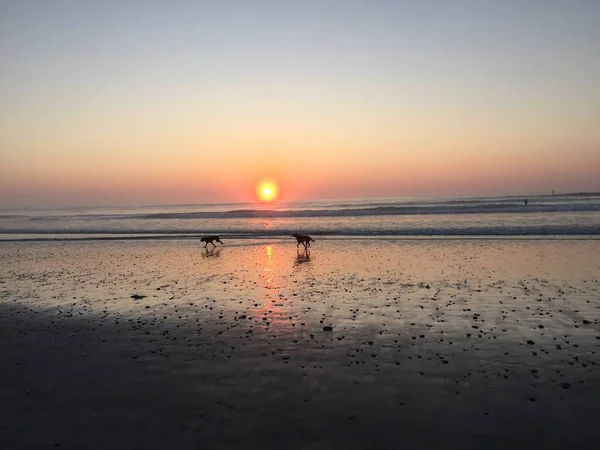 Scenic Sunset Dogs Rye New Hampshire Usa — Foto Stock