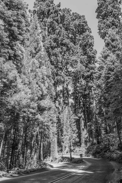 Sequoias Altas Grandes Belo Parque Nacional Sequoia — Fotografia de Stock