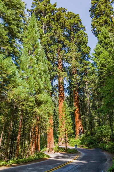 Vysoké Velká Sekvoje Parku Krásný Sequoia National Park — Stock fotografie