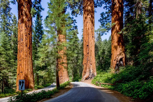Famosi Alberi Sequoia Trovano Nel Parco Nazionale Sequoia — Foto Stock