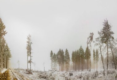 Almanya 'da beyaz ağaçlarla kaplı ormandaki kış manzarası