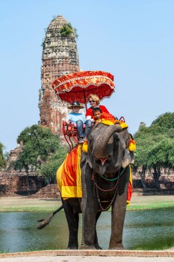 Ayutthaya, Tayland - 24 Aralık 2009: Mahout filini turistlerle birlikte Ayutthaya tapınak bölgesinde sürüyor.