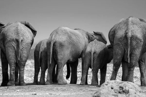 ナミビアのエトシャ国立公園を歩いている象の家族 — ストック写真