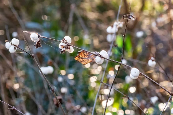 Detail Sněhové Bobule List Podzimní Barvě Dává Harmonickou Přírodu Pozadí — Stock fotografie