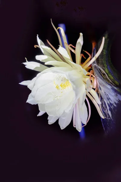 Słynny Kwitnący Artepitheton Grandiflorus Nocy Imię Łonowe Królowej Nocy — Zdjęcie stockowe