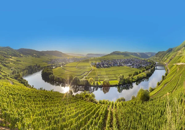 Γραφική Βρόχο Του Ποταμού Moselle Στο Leiwen Trittenheim Στη Γερμανία — Φωτογραφία Αρχείου