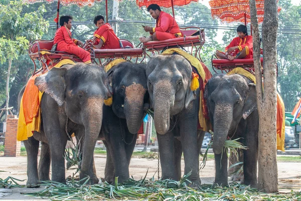 Ayutthaya Thailandia Dicembre 2009 Mahouts Rest Saddle Elefants Waiting Tourist — Foto Stock