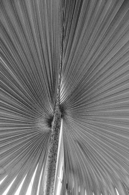 Palmiye yaprağının ayrıntısı harmonik desenli bir arkaplan verir