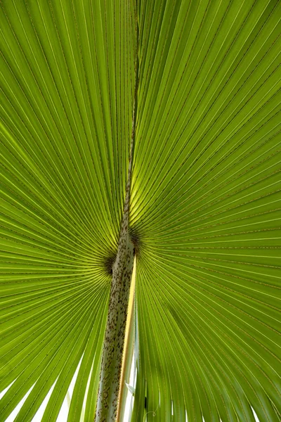 Detail Palm Tree Leaf Gives Harmonic Textured Background — Stock Photo, Image