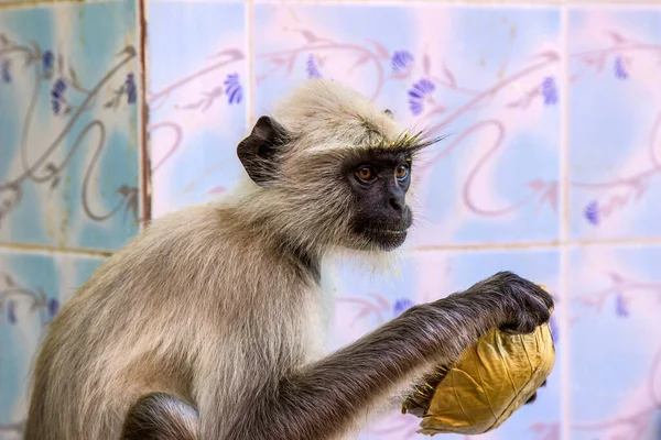 サリスカ国立公園の猿はヤシの葉から水を飲む — ストック写真