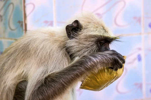 サリスカ国立公園の猿はヤシの葉から水を飲む — ストック写真