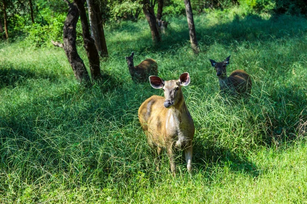 羚羊在萨里国家公园在印度在草丛中 — 图库照片