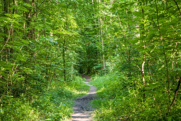 Camino Del Bosque Con Rayos Sol Primavera — Foto de Stock