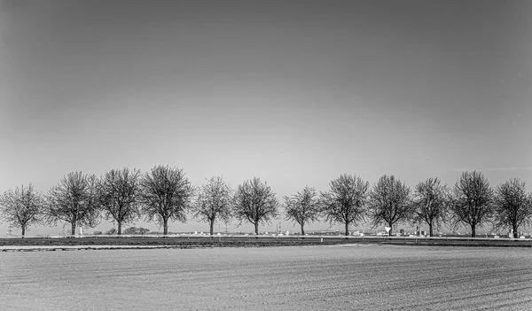 Schöne Aussicht Über Hektar Auf Eine Allee Mit Bäumen Reihe — Stockfoto