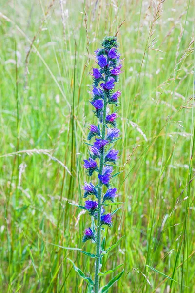 Beautiful Wild Sage Flower Meadow — Stock Photo, Image