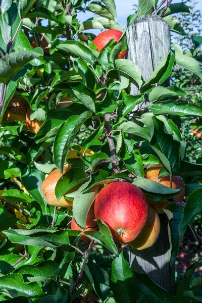 Manzanas Frutales Maduras Árbol — Foto de Stock