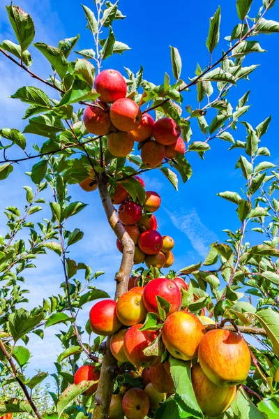 Zralé Ovocné Jablka Stromě — Stock fotografie