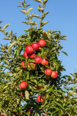 ağaç dal mavi gökyüzü olgun elma