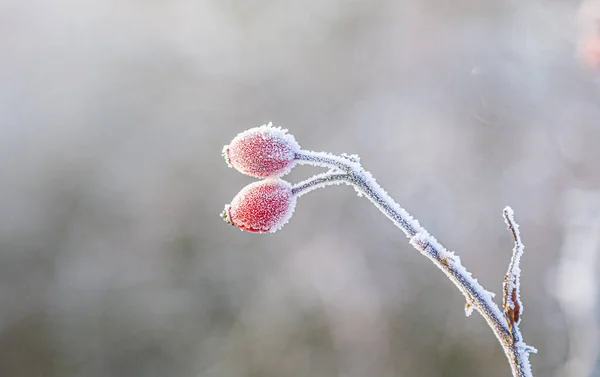 Krásná Červená Růže Kyčel Ledem Zimě — Stock fotografie