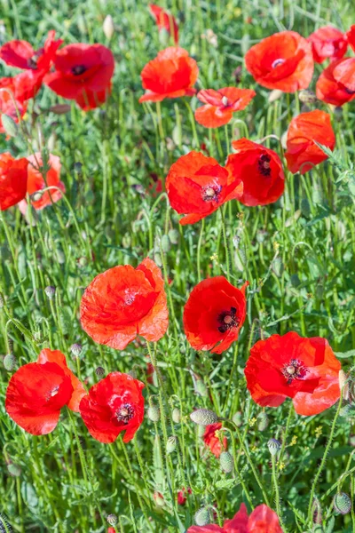 Bunte Rote Mohnblumen Auf Der Wiese Wunderschönem Impressionistischen Licht — Stockfoto
