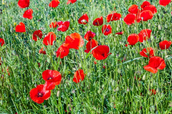 Colorful Red Poppy Flowers Meadow Beautiful Impressionistic Light — Stock Photo, Image