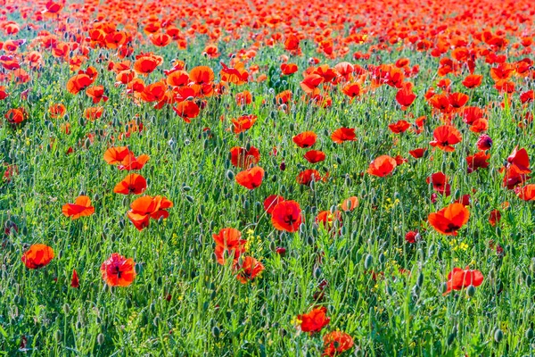 印象派の美しい光の草原でカラフルな赤いケシの花 — ストック写真