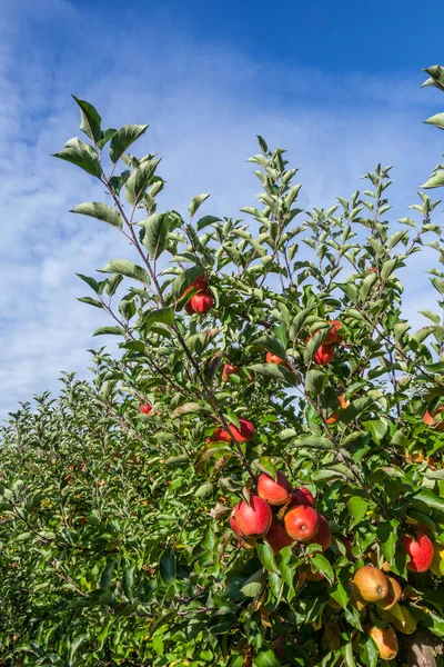 成熟的水果苹果在树 — 图库照片