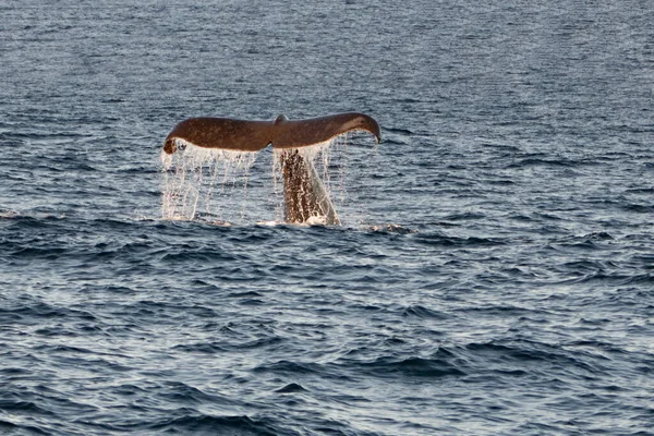 ノルウェーの巨大なクジラのひれ夕焼けのロフトテン島 — ストック写真