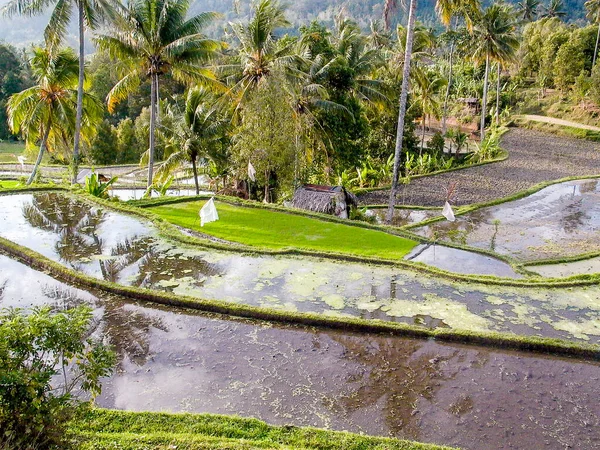 Klungkung Indonesia August 2004 Farmers Work Rice Paddys Water Irrigation — Stock Photo, Image