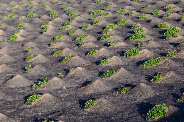 Padrão Campo Com Legumes Crescendo Terra Vulcânica Lanzarote — Fotografia de Stock