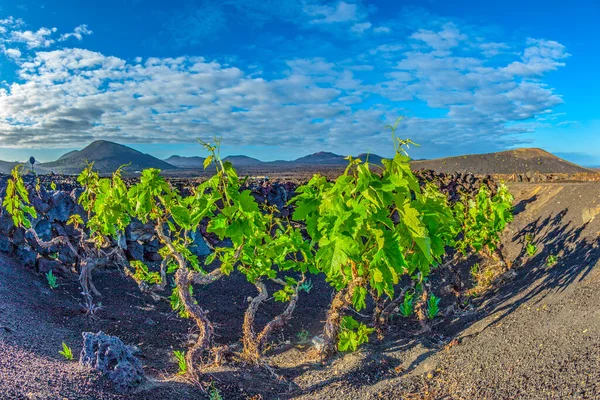 Beautiful Grape Plants Grow Volcanic Soil Geria — Stock Photo, Image