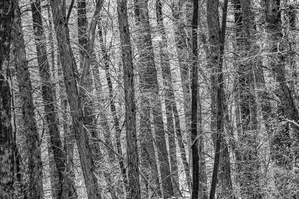Árboles Hermosos Bosque Salvaje — Foto de Stock
