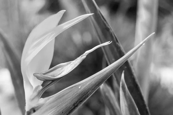 緑の植物の背景とカラフルなストレチアの詳細 — ストック写真