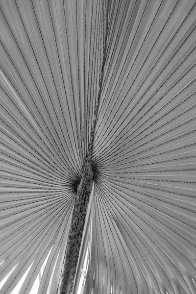 Detail Van Groene Bladeren Van Een Palmboom — Stockfoto