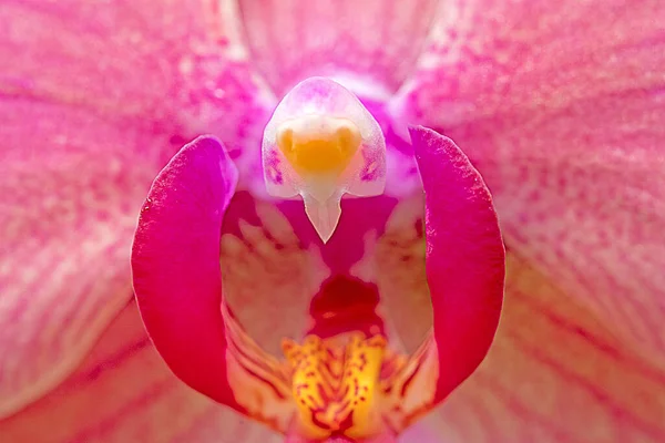 Infiorescenza Orchidea Armonica Rossa Dettaglio — Foto Stock