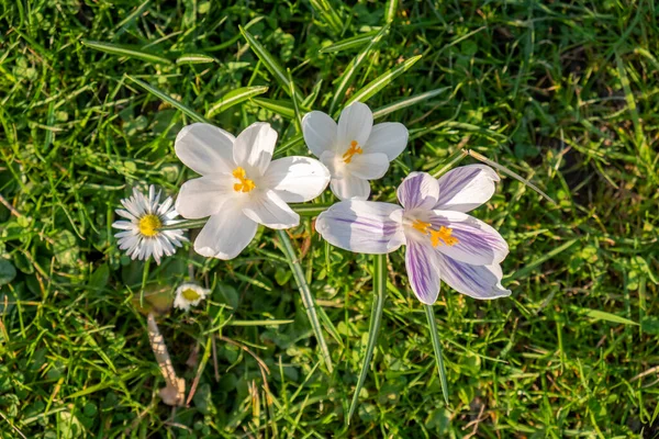 Flor Azafrán Está Floreciendo Prado Primavera Con Sol —  Fotos de Stock