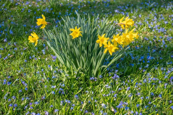 Jonquilles Pittoresques Sur Prairie Verte Fleurissant Période Pâques Allemagne — Photo