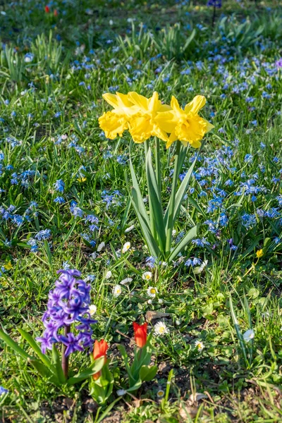 Almanya Paskalya Zamanında Yeşil Çayırlarda Çiçek Açan Manzaralı Nergisler — Stok fotoğraf