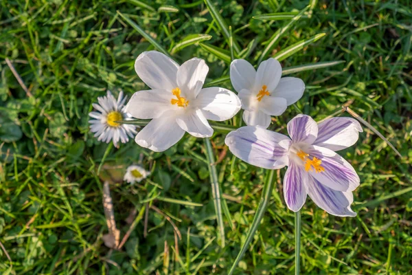 Fleur Crocus Fleurit Prairie Printemps Avec Soleil — Photo