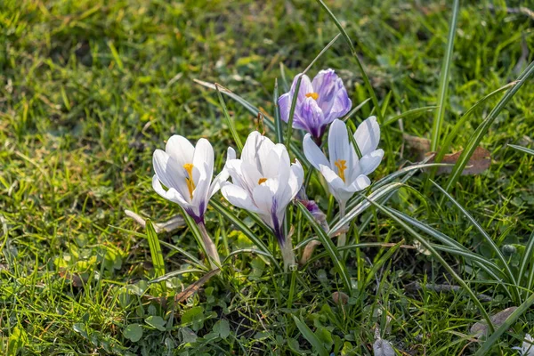 Fleur Crocus Fleurit Prairie Printemps Avec Soleil — Photo