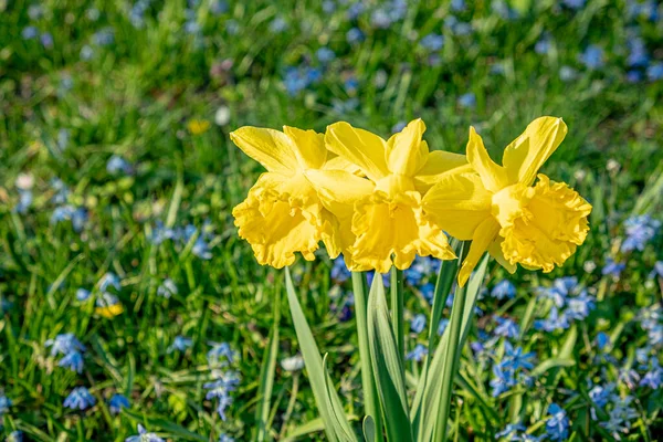 Jonquilles Pittoresques Sur Prairie Verte Fleurissant Période Pâques Allemagne — Photo