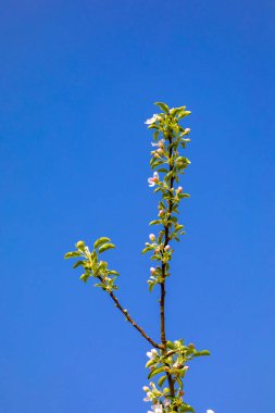 İlkbaharda elma ağacı tomurcuğunun ayrıntıları