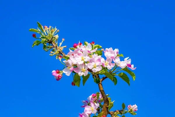 Detail Apple Tree Bud Spring — Stock Photo, Image