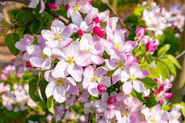 Detail Apple Tree Bud Spring — Stock Photo, Image