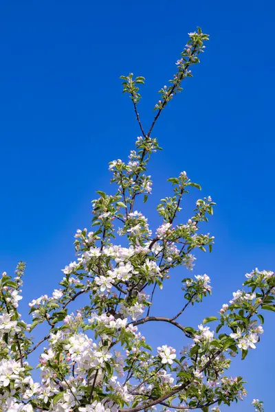 Detalhe Botão Árvore Maçã Primavera — Fotografia de Stock